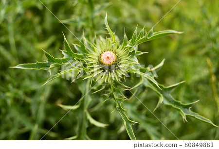 Large herbaceous medicinal plant burdock Arctium Large herbaceous medicinal plant burdock Arctium 80849881