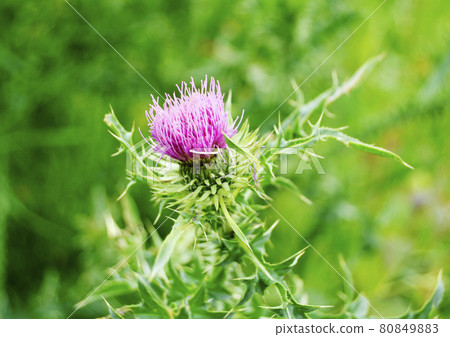 Large herbaceous medicinal plant burdock Arctium Large herbaceous medicinal plant burdock Arctium 80849883
