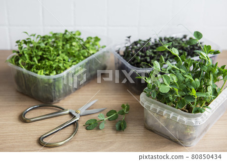 Assortment of micro greens on wooden table 80850434