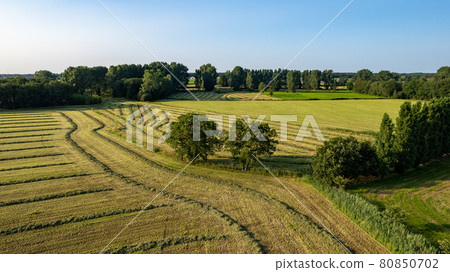 Aerial view of an agricultural field with lines of freshly mown meadow in warm temperatures on a Aerial view of an agricultural field with lines of freshly mown meadow in warm temperatures on a 80850702