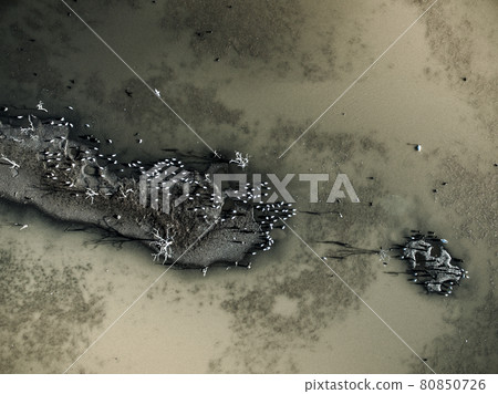 Flock of birds , Aerial View Flock of birds , Aerial View 80850726