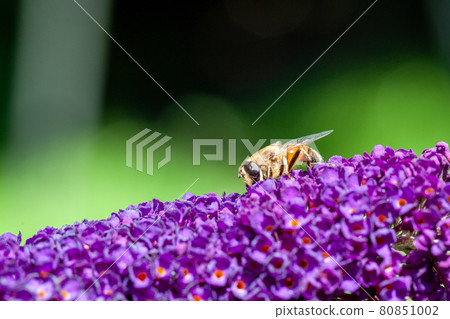 honey bee collecting pollen on a purple buddleja flower in blur background 80851002