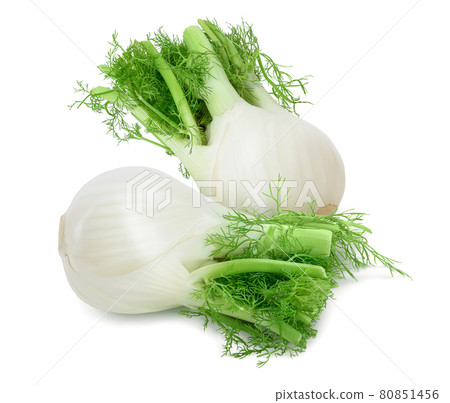 fresh fennel bulb isolated on white background with full depth of field fresh fennel bulb isolated on white background with full depth of field 80851456
