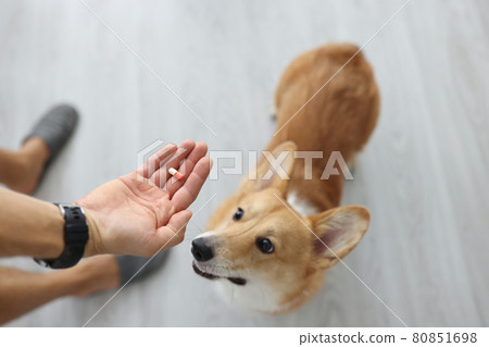 Owner hands medical capsule to small dog 80851698