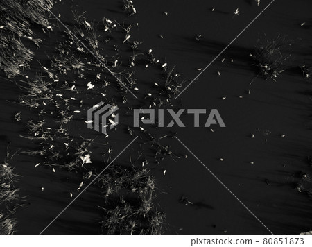 Flock of birds , Aerial View 80851873