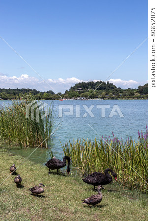 Black birds and mallard females roaming the shores of Lake Senba with Kairakuen in the background 80852075