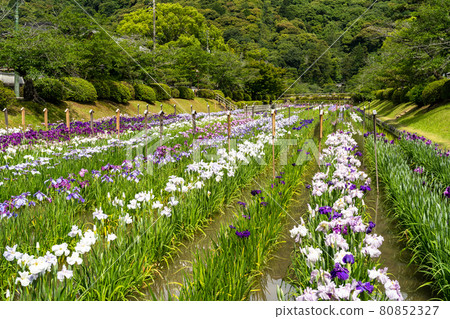 Flower irises of Yoshika flower iris garden 80852327