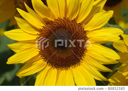 August Yokosuka 290 向日葵(向日葵)/ Nagai Uminote Park Soleil Hill August Yokosuka 290 向日葵(向日葵)/ Nagai Uminote Park Soleil Hill 80852385