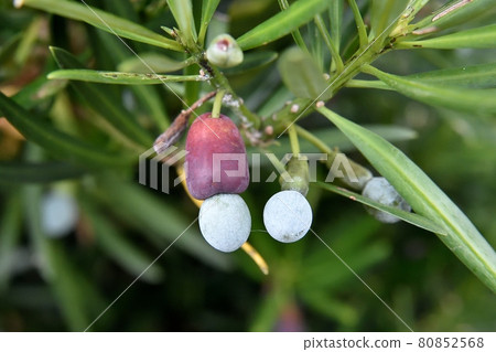 Podocarpus macrophylla female strain Podocarpus macrophylla female strain 80852568