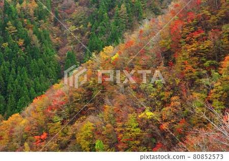 A group of bright autumn leaves in the mountains of Mt. Tsurugi A group of bright autumn leaves in the mountains of Mt. Tsurugi 80852573