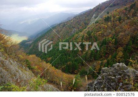 A group of bright autumn leaves in the mountains of Mt. Tsurugi A group of bright autumn leaves in the mountains of Mt. Tsurugi 80852576