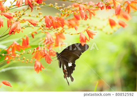 黑色的 Montbretia 蝴蝶啜飲粉紅色 Montbretia 的花蜜 黑色的 Montbretia 蝴蝶啜飲粉紅色 Montbretia 的花蜜 80852592