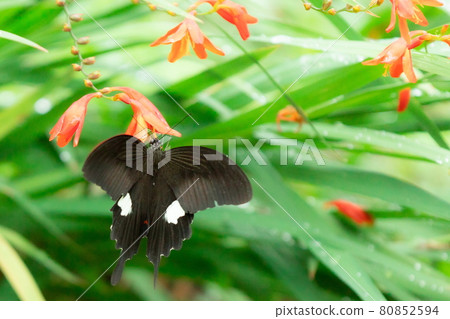 Black Montbretia butterfly slurping the nectar of the orange Montbretia Black Montbretia butterfly slurping the nectar of the orange Montbretia 80852594