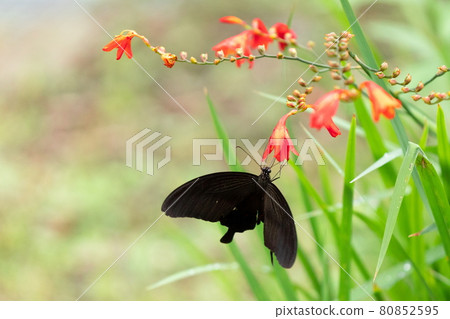 A black monkihageha butterfly that slurps the nectar of pink Montbretia from below A black monkihageha butterfly that slurps the nectar of pink Montbretia from below 80852595