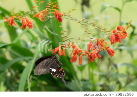 蘋果標記的黑色 Monkihageha 蝴蝶啜食粉紅色 Montbretia 的花蜜 蘋果標記的黑色 Monkihageha 蝴蝶啜食粉紅色 Montbretia 的花蜜 80852596
