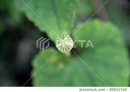 烏鴉的芽 烏鴉的芽 80852598