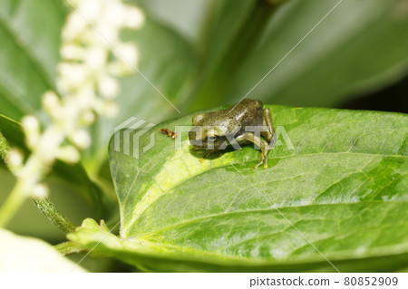 Moria frog juvenile 80852909