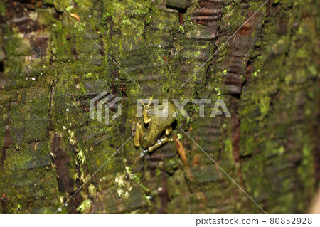 Moria frog juvenile 80852928