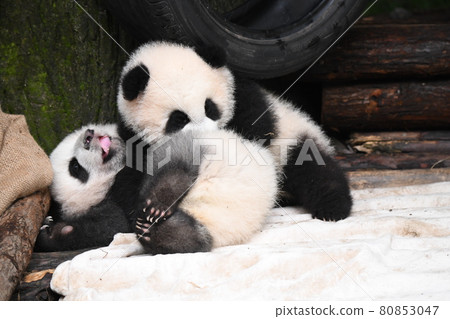 Gray baby panda that can be mounted 80853047