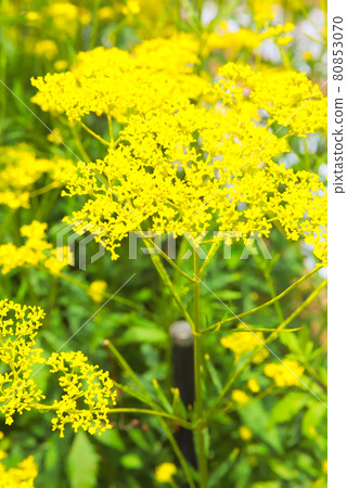 Herd of Joro flowers 80853070