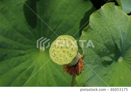 Lotus flower, lotus pond landscape that is coming to an end 80853175