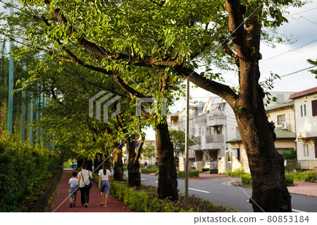 Nerima Roadside Tree 80853184