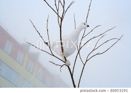 Partridge sits on a branch of a bush. 80853291