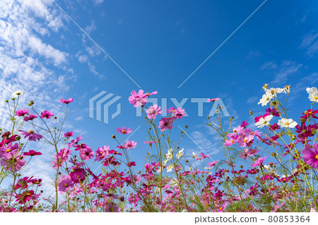 Cosmos field in Toin Town, Mie Prefecture Cosmos field in Toin Town, Mie Prefecture 80853364