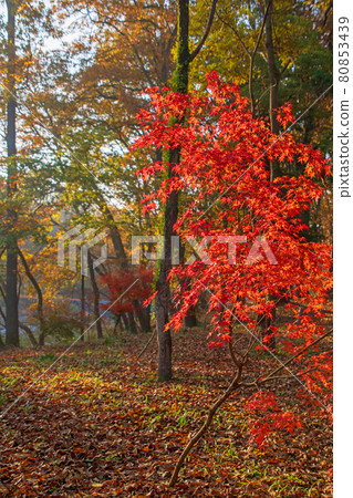 Nagatoro Autumn scenery Horaijima Park scenery Autumn leaves bathing in the morning sun Nagatoro Autumn scenery Horaijima Park scenery Autumn leaves bathing in the morning sun 80853439