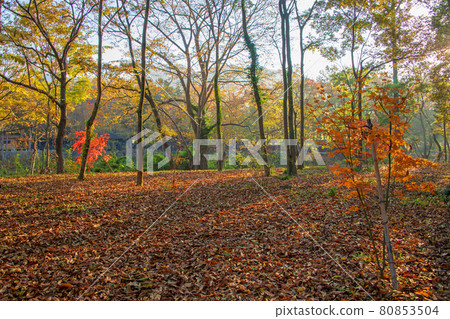 Nagatoro Autumn scenery Horaijima Park scenery Autumn leaves bathing in the morning sun 80853504