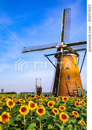 Water wheel and sunflower 80853605