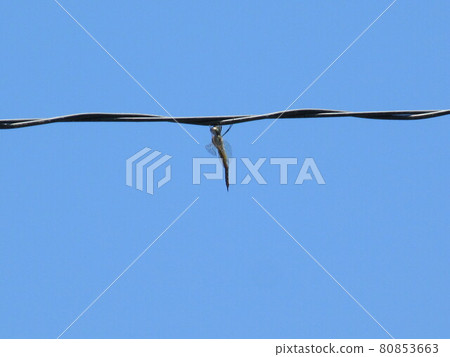 Dragonfly Olympics / Gymnastics 80853663