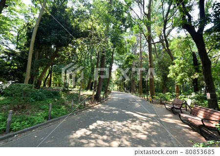 林地森林公園 林地森林公園 80853685