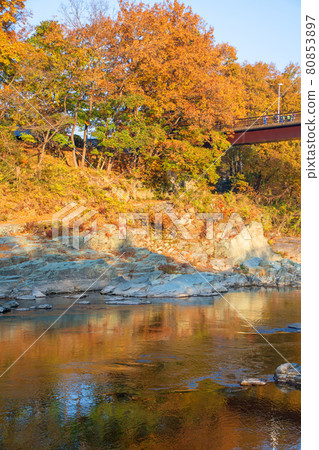 Arakawa Nagatoro Autumn Scenery of Horaijima Park Schoolchildren attending school Autumn leaves in the morning sun 80853897