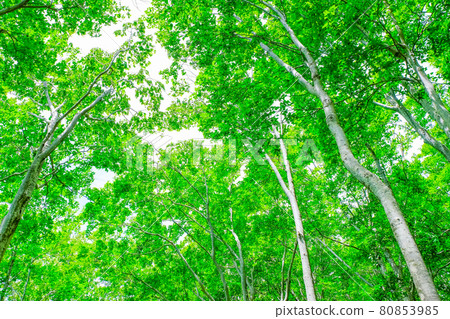 Fresh green forest 80853985