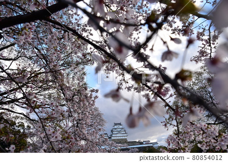 Himeji City, Hyogo Prefecture, Japan Himeji Castle, a World Heritage Site and a national treasure, spring cherry blossoms and a magnificent castle tower Himeji City, Hyogo Prefecture, Japan Himeji Castle, a World Heritage Site and a national treasure, spring cherry blossoms and a magnificent castle tower 80854012