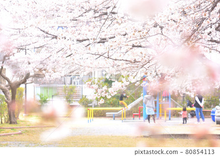 父母在櫻花公園玩 父母在櫻花公園玩 80854113
