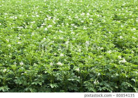 土豆的領域 80854135