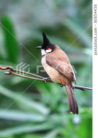 a Red whiskered Bulbul perching eye level on tree branch a Red whiskered Bulbul perching eye level on tree branch 80854439