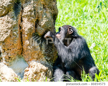 Chimpanzee eating honey with dexterous tools 80854573