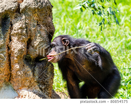 Chimpanzee eating honey with dexterous tools 80854575
