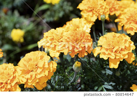 Marigold Marigold 80854647