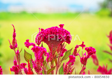 Red Keito Flower 80854650