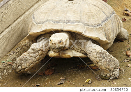 Gunma Safari Park Land Turtle 80854720