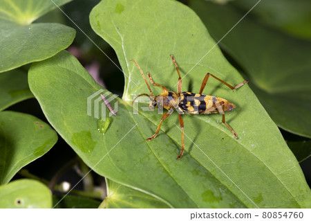 Yotsu Sujirakami 80854760