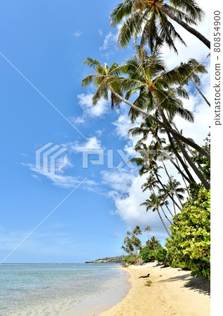 Holidays in Hawaii 80854900