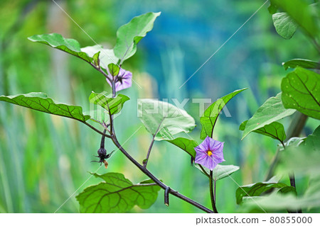 紫色的小茄子花 照片素材 圖片 圖庫