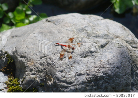 A red dragonfly that rests on a stone under the autumn sky 80855017