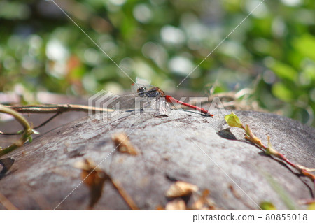 A red dragonfly that rests on a stone under the autumn sky A red dragonfly that rests on a stone under the autumn sky 80855018