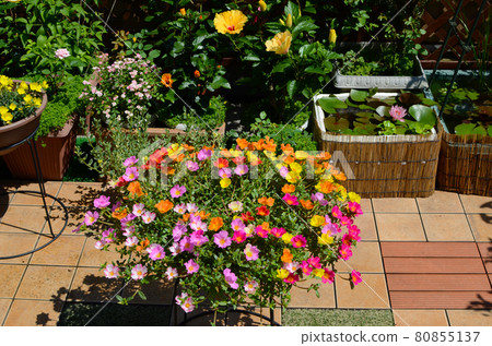 有園藝馬齒莧的花園盛開 有園藝馬齒莧的花園盛開 80855137